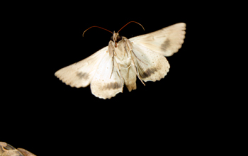 moth